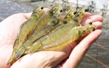 Smart shrimp breeding system